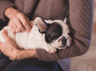 Éducation du chiot